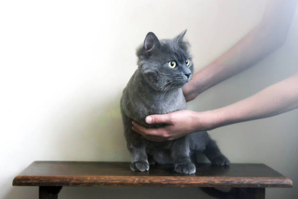 istock Beautiful cat close-up. Gray cat 1169311762