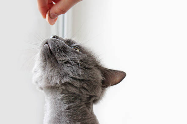 istock Beautiful cat close-up. Gray cat 1169311941