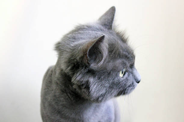 istock Beautiful cat close-up. Gray cat 1169311956