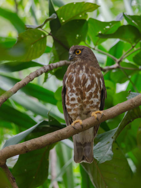 istock Brown Hawk Owl perch on the tree in nature 1169312001