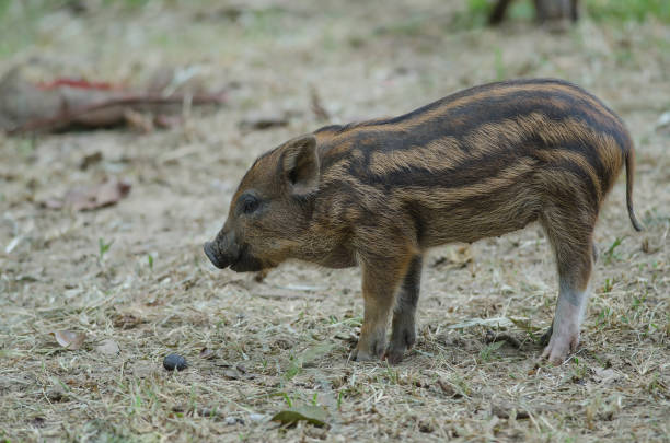 istock Young Wild Pig or Young wild board piglet 1169312053