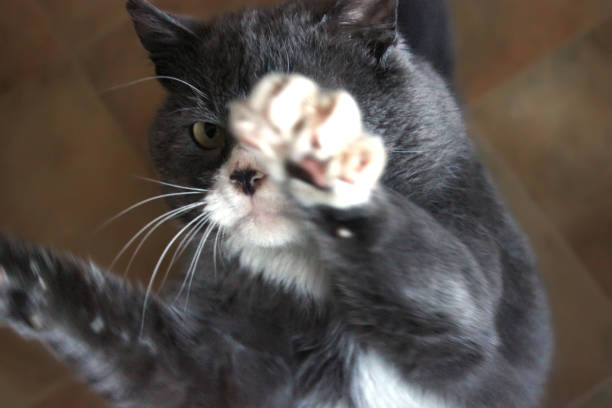 istock Beautiful cat close-up. Gray cat 1169312089