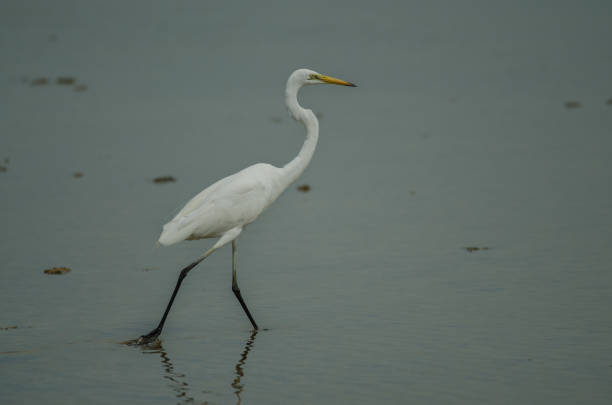 Great Egret standing in a shallow creek (Ardea alba)