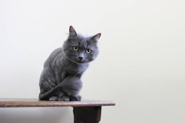 istock Beautiful cat close-up. Gray cat 1169312751
