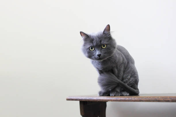 istock Beautiful cat close-up. Gray cat 1169312753