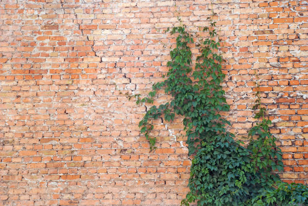 istock Old Texture brick wall, background, detailed pattern covered in ivy 1169312824