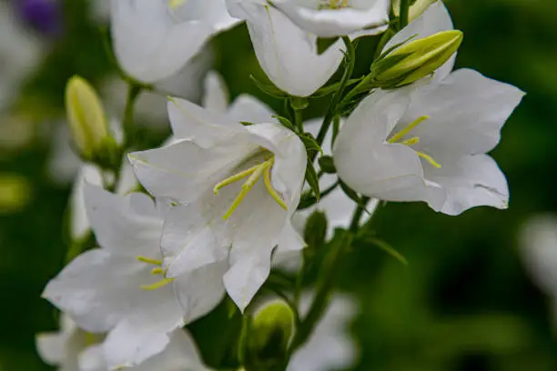 Details of blooming white peach-leaved bellflowers (campanula)