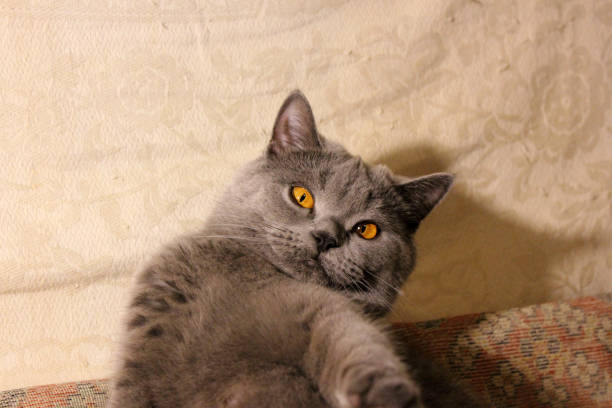 istock Mom cat close-up. Gray cat 1169316162