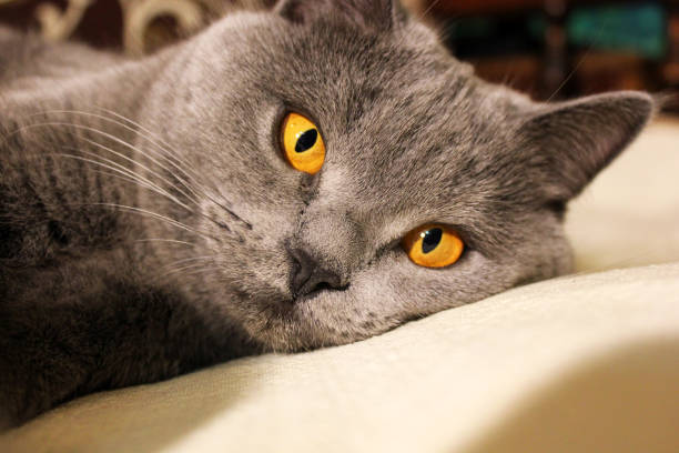 istock Mom cat close up 1169316840