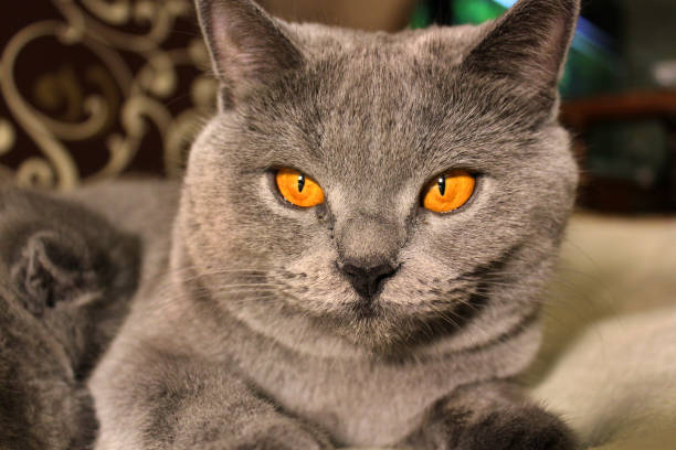 istock Mom cat close up 1169317392
