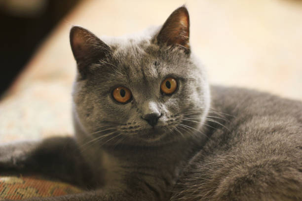 istock Mom cat close up 1169317796