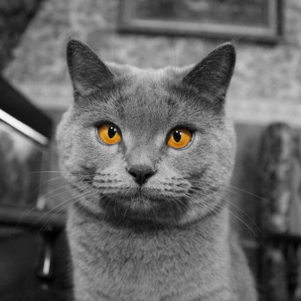 istock Mom cat close up 1169317829