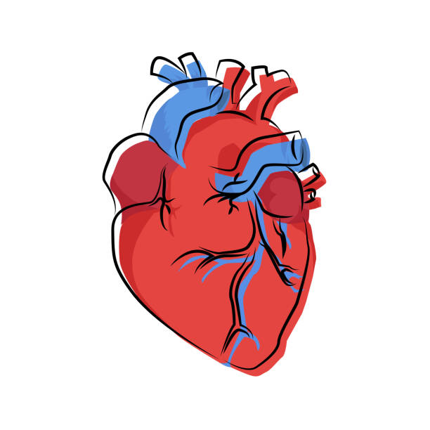 human heart organ illustration with offset contour human heart organ illustration with offset contour, vector human heart sketch stock illustrations