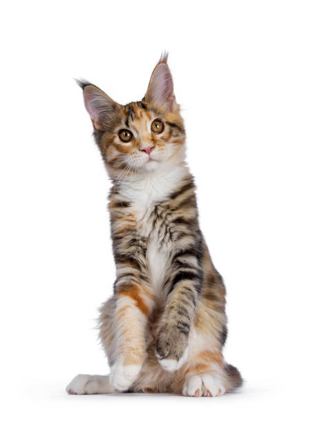 istock Torbie Maine Coon cat on white 1169319124