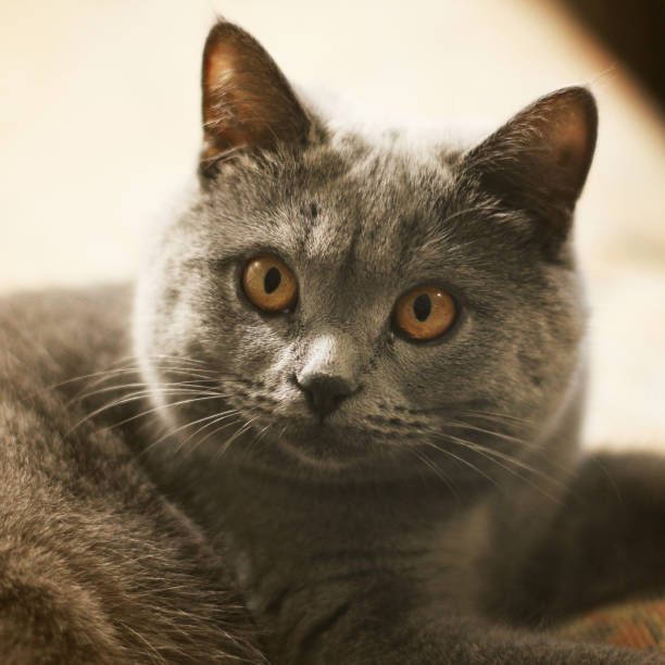 istock Beautiful cat close up 1169320336