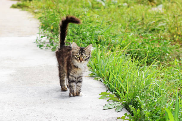 istock Cat on the street 1169320880