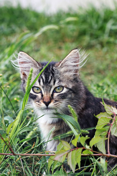 istock Little cat in the grass. Gray cat 1169320927