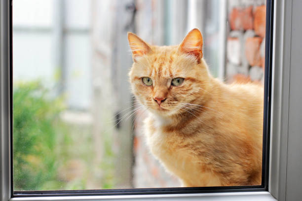 istock Beautiful red cat in the window. Cat close up 1169321009