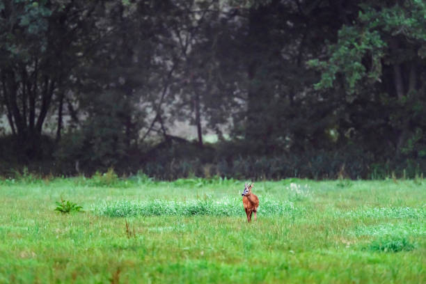 istock Young roebuck in meadow looking for food. 1169321110