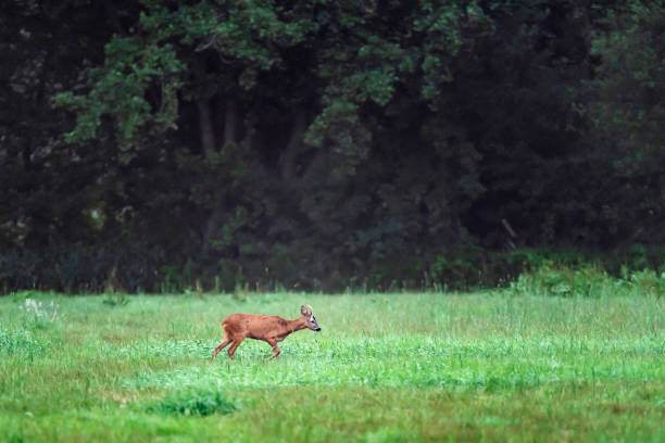 istock Young roebuck in meadow looking for food. 1169321114