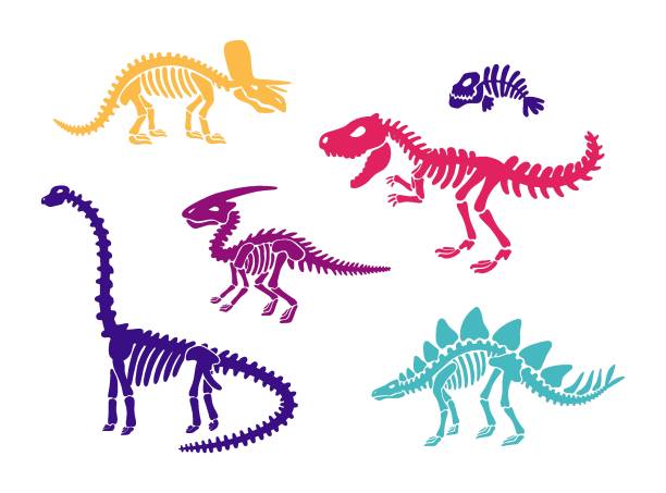 ilustraciones, imágenes clip art, dibujos animados e iconos de stock de los fósiles del esqueleto de dinosaurios establecen diplodocus, triceratops, t-rex, stegosaurus, parasaurolophus, peces - dinosaur fossil tyrannosaurus rex animal skeleton