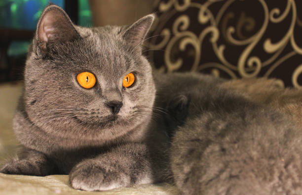 istock Beautiful cat lying on the couch 1169321704