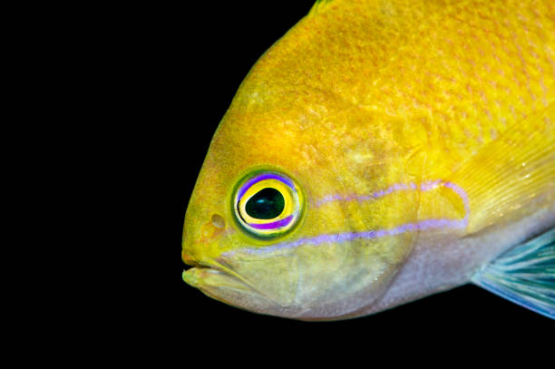 Sea goldie closeup
