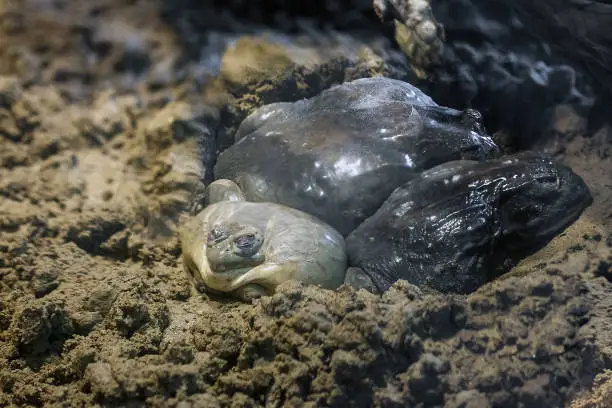 Photo of Desert big Colorado River toads sleeping, soft focus