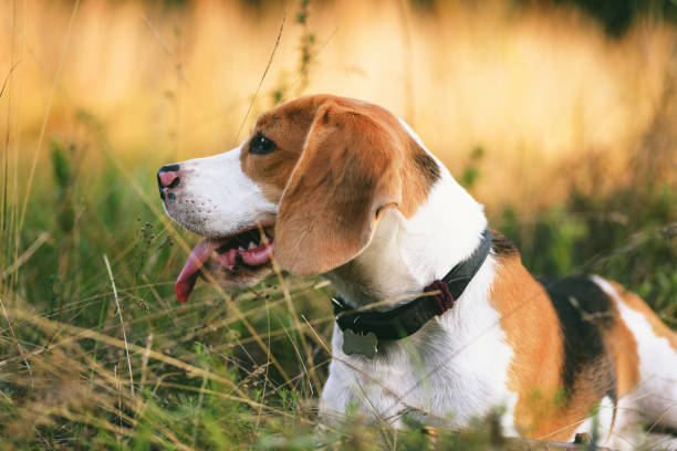 istock Beautiful beagle dog lying down outdoor 1169322095