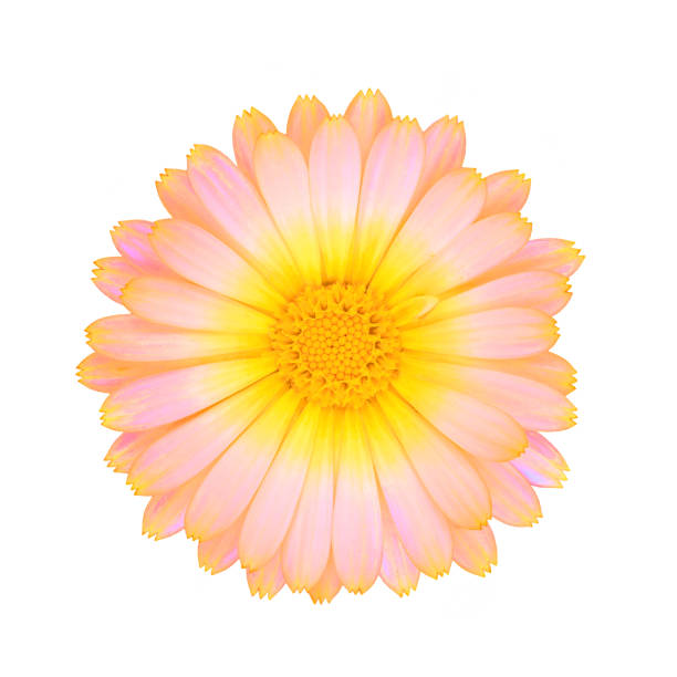 istock pink flower isolated on white 1169323007
