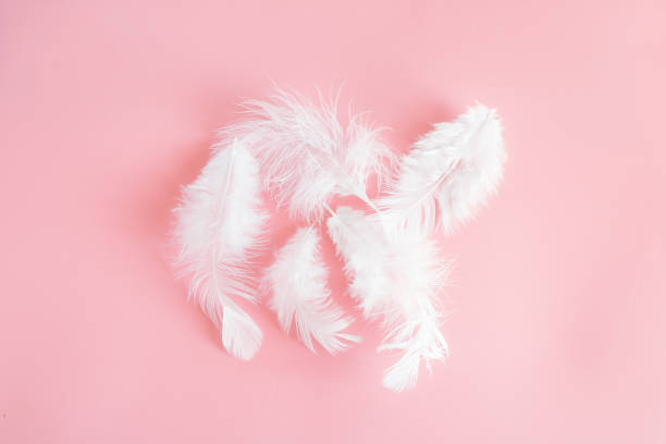 istock White fluffy feathers lying on a delicate pink background. Small fluffy white feathers are located in the center. 1169324448