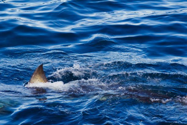 istock Great white shark fin above water. 1169324847