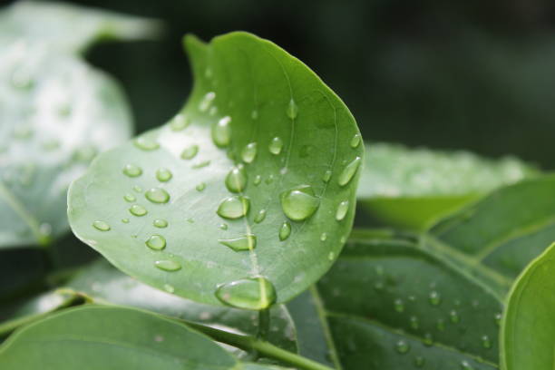 istock Green Plants shots with different angles and flowers 1169325140