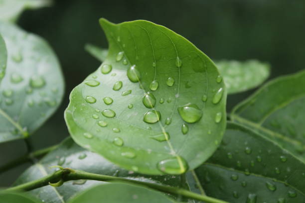 istock Green Plants shots with different angles and flowers 1169325141