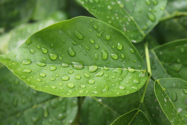 istock Green Plants shots with different angles and flowers 1169325151