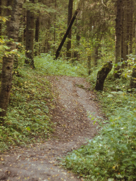 istock Autumn forest | nature background 1169326226