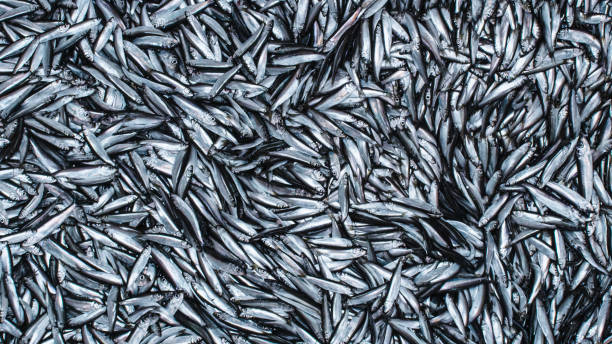 schuss eines caugth fresh hering oder sprat fish an bord eines kommerziellen fischereischiffs - hering stock-fotos und bilder