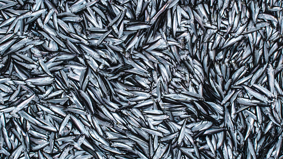 Shot of a Caugth Fresh Herring or Sprat Fish on Board of Commercial Fishing Ship
