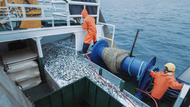 экипаж рыбаков открыть траловой сети с caugth рыбы на борту коммерческого рыболовного судна - fishing промышленность стоковые фото и изображения