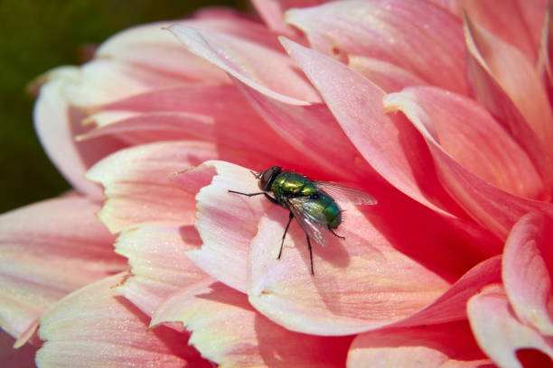 istock fly is sitting on pink dahlia flower 1169327503