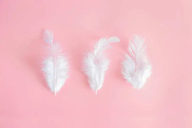 Photo of White fluffy feathers lying on a delicate pink background. Small fluffy white feathers are located in the center.