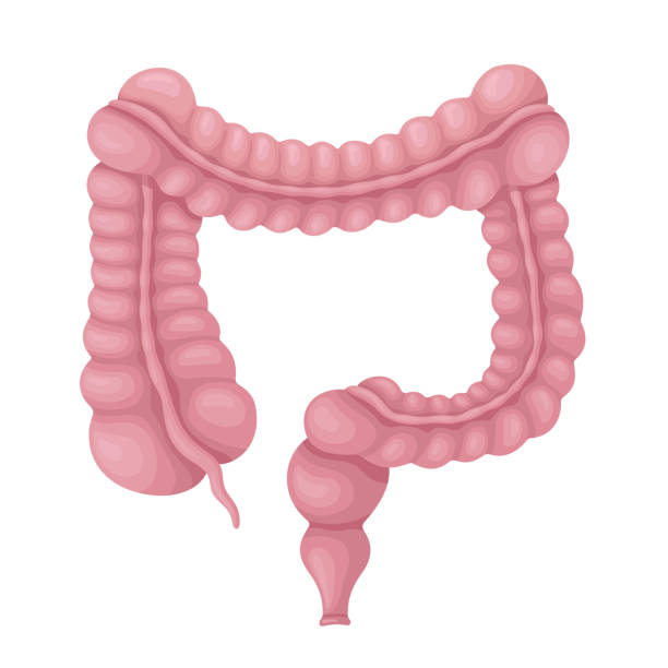 Large Intestine. Human Internal Organ. Large intestine.  Human internal organ. rectum stock illustrations