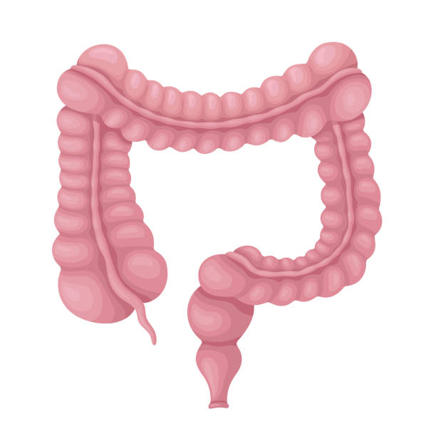 Large Intestine. Human Internal Organ. Large intestine. Human internal organ. colon stock illustrations