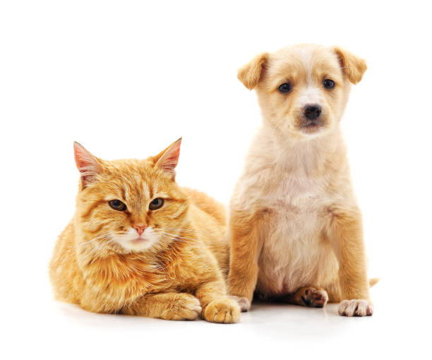 istock Kitten and puppy. 1169327688