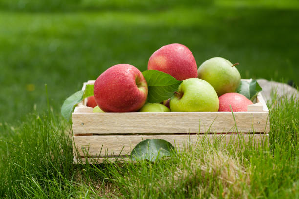 istock Fresh garden green and red apples in box 1169327818