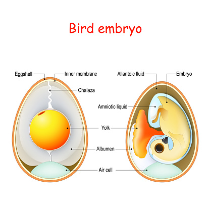 Two bird eggs with embryo and egg anatomy. Cross section illustration of inside egg. Vector diagram for educational, biological and science use
