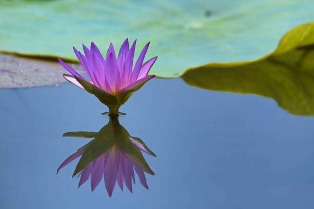 water lily
