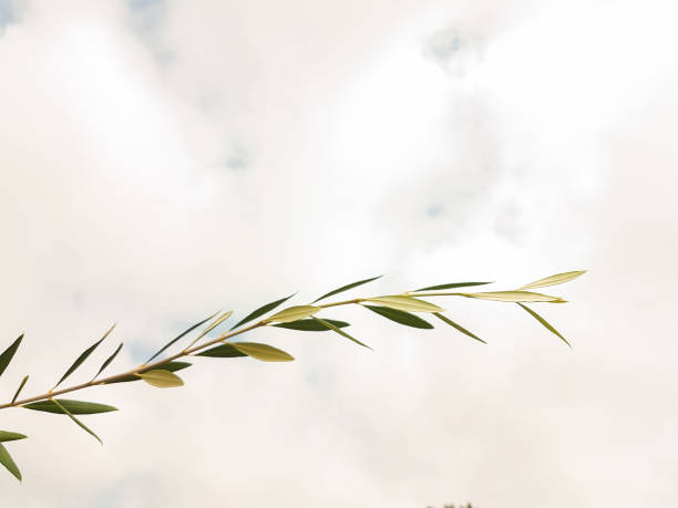 istock ovlie trees oils leaf branch sky isolated for background 1169331326