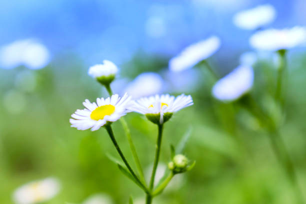 istock Blurred flowers with blurred green background 1169331363