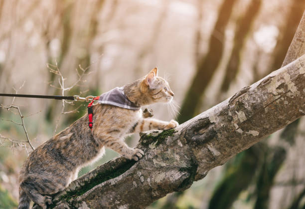 istock Cute cat on a leash climbing up a tree. 1169332116